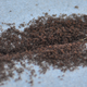 Illustration for article titled So Sweet! These 7,000 Ants Are Best Friends!